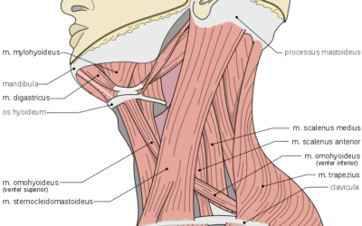 Connective Tissue and Tension: How CT Plays a Role In Your Body Tension