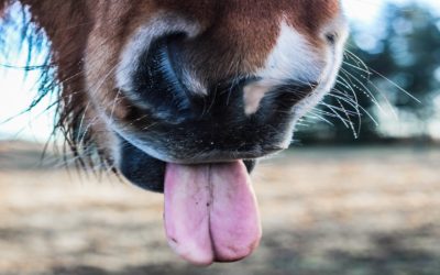 Tongue-Tie Diagnosis: A Guide to Help You Understand the Complexity of a Tongue-Tie Diagnosis and the Importance of Evaluating the Whole Person For Myofunctional Impairment