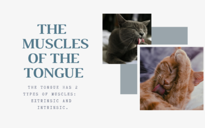 Understanding The Intricate Muscles of the Tongue