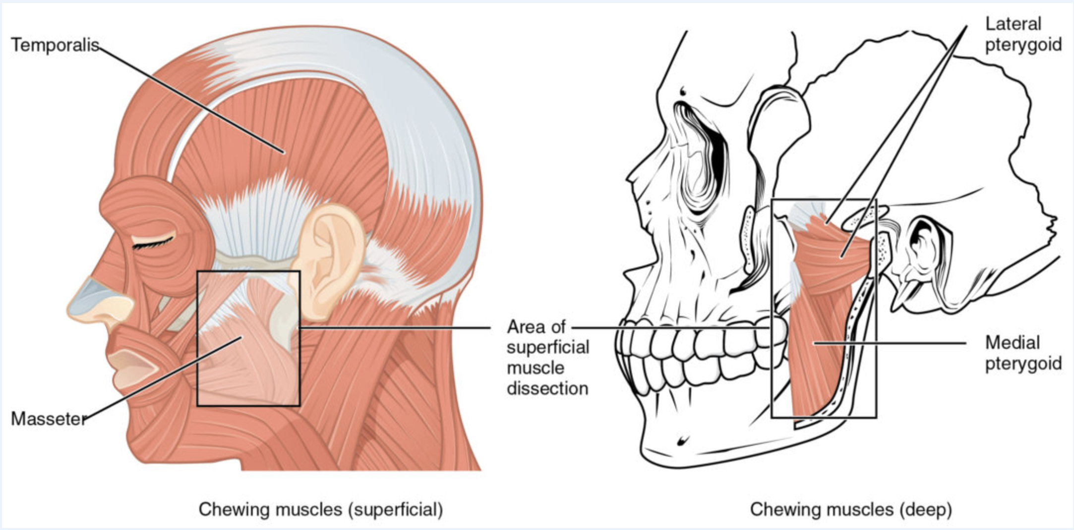 jaw pain can be caused by improper function of the oral muscles